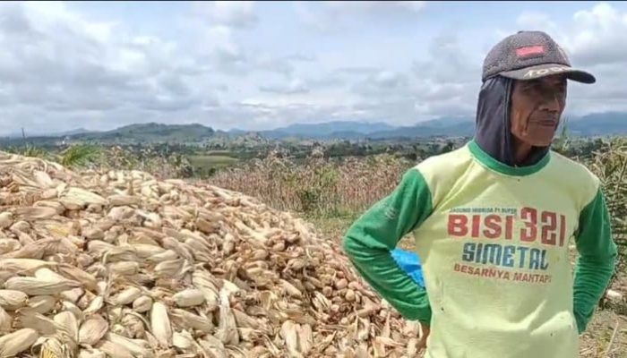 Paksa Petani Berkontrak Dinilai Jebakan PT BULS di Atas Lahan Sengketa